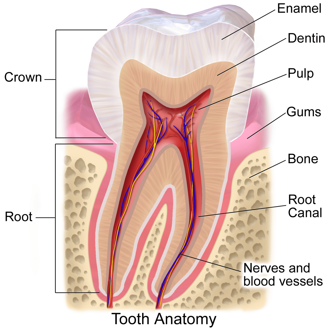 Detailed anatomical illustration of a human tooth showing enamel, dentin, pulp, root canal and gums